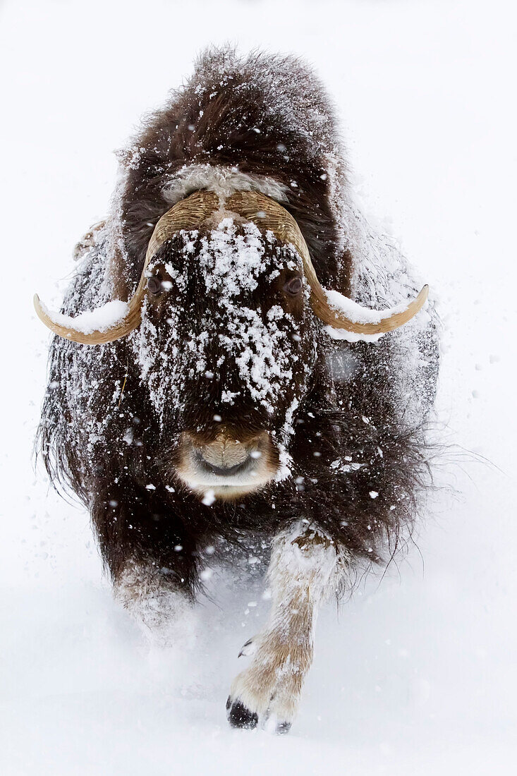 Captive: Musk Ox In Snow, Alaska … – License image – 13793470 lookphotos