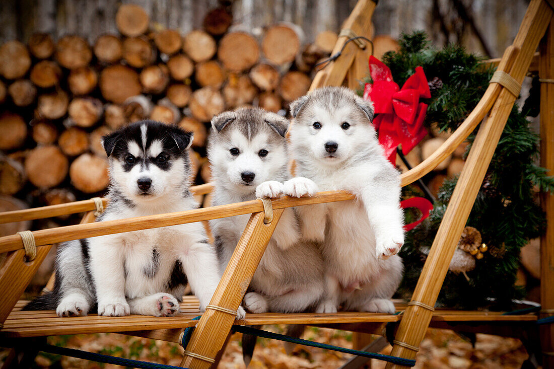 Siberian Husky Puppies In Traditional Wooden Dog Sled With Christmas Wreath, Alaska