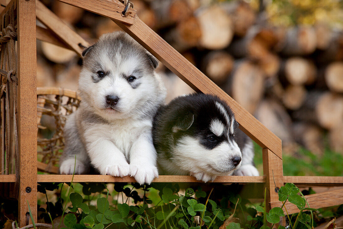 Siberian Husky Puppies In Traditional Wooden Dog Sled, Alaska