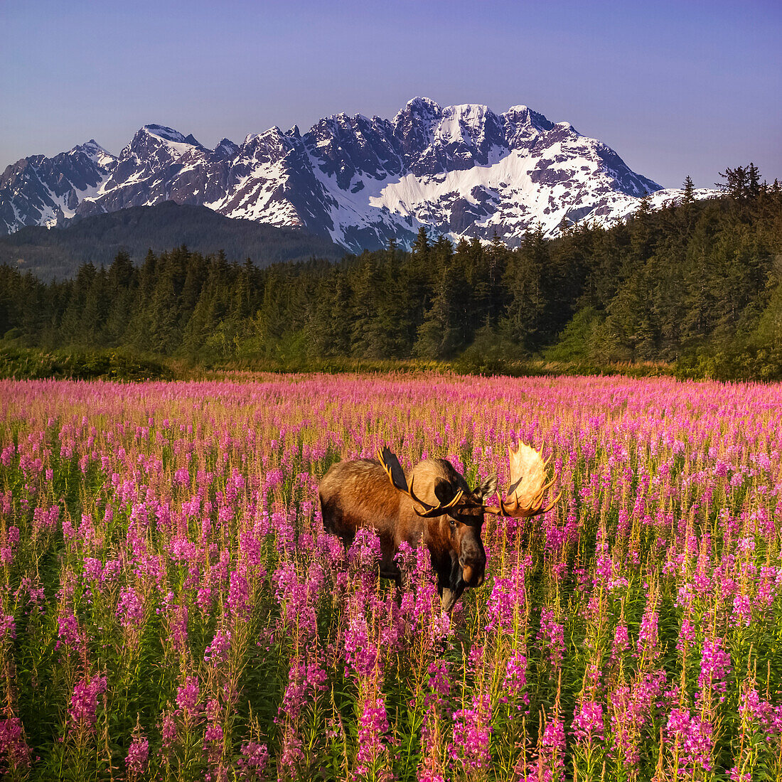 Bull Moose Grazes In Fireweed Composite Se Ak Summer