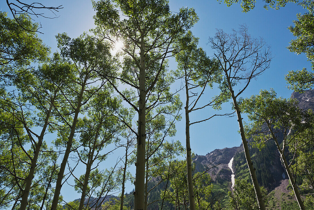Birkenbäume bei den Maroon Bells, den meistfotografierten Bergen Nordamerikas; Aspen, Colorado, Vereinigte Staaten von Amerika