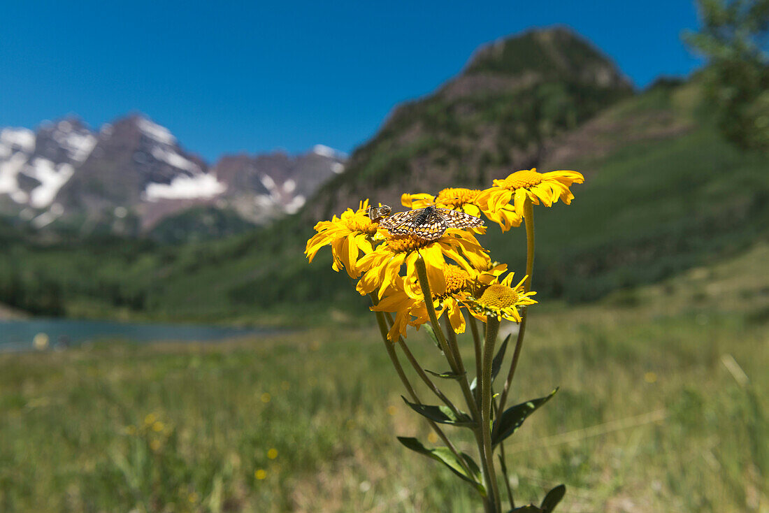 Maroon Bells, The Most Photographed Mountains In North America; Aspen, Colorado, United States Of America