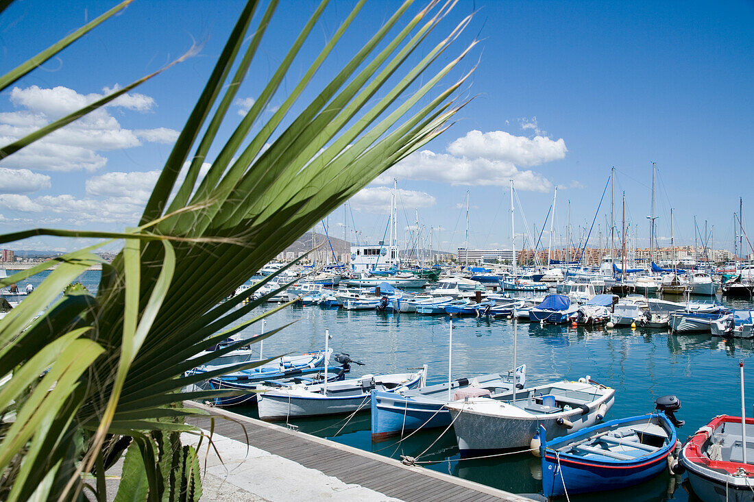 Yachts And Boats In Marina With Palm Tree In Foreground