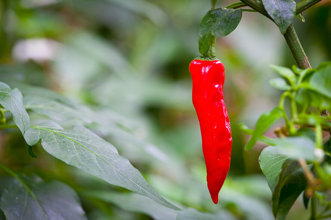 Feuerroter Chili an der Pflanze; Tropenhaus wolhusen switzerland