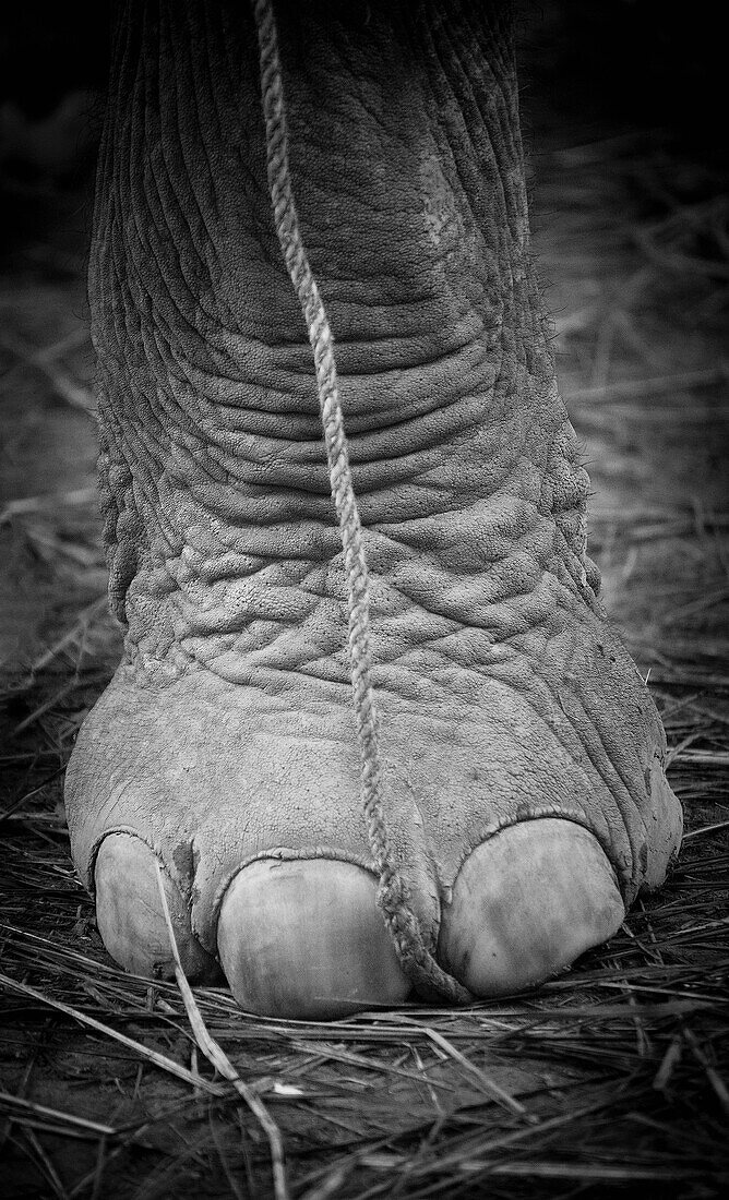 Close up of an elephant foot; Chitwan nepal