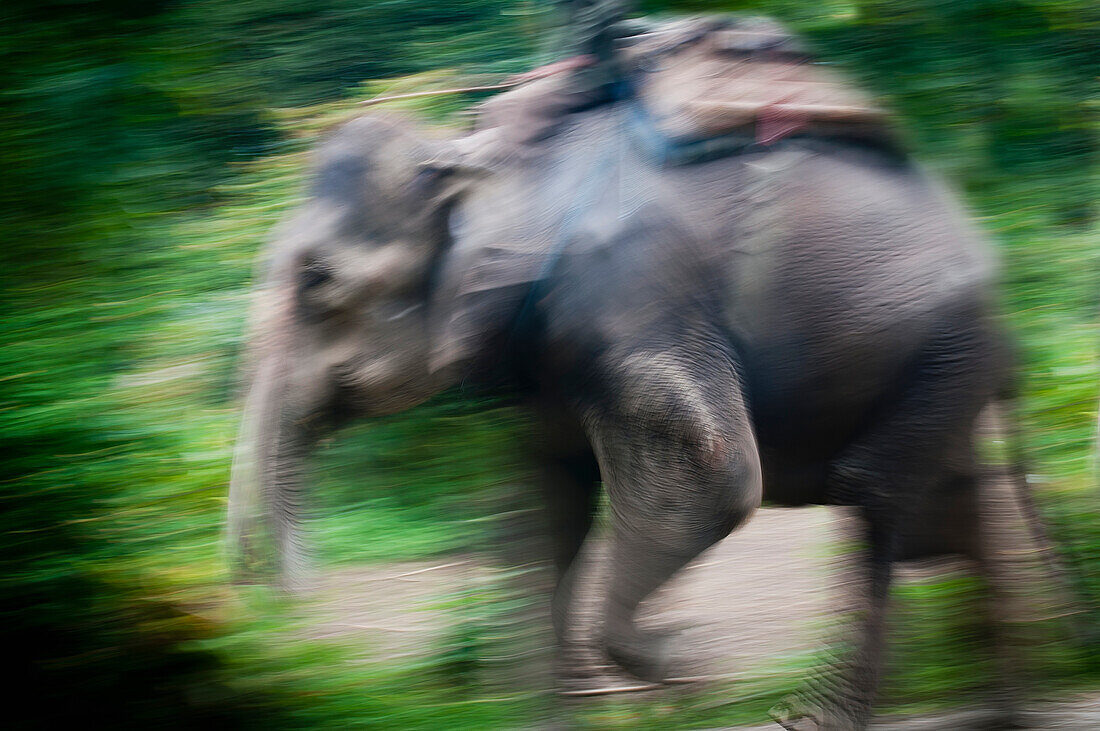 Blurred image of an elephant walking with a load on its back; Chitwan nepal