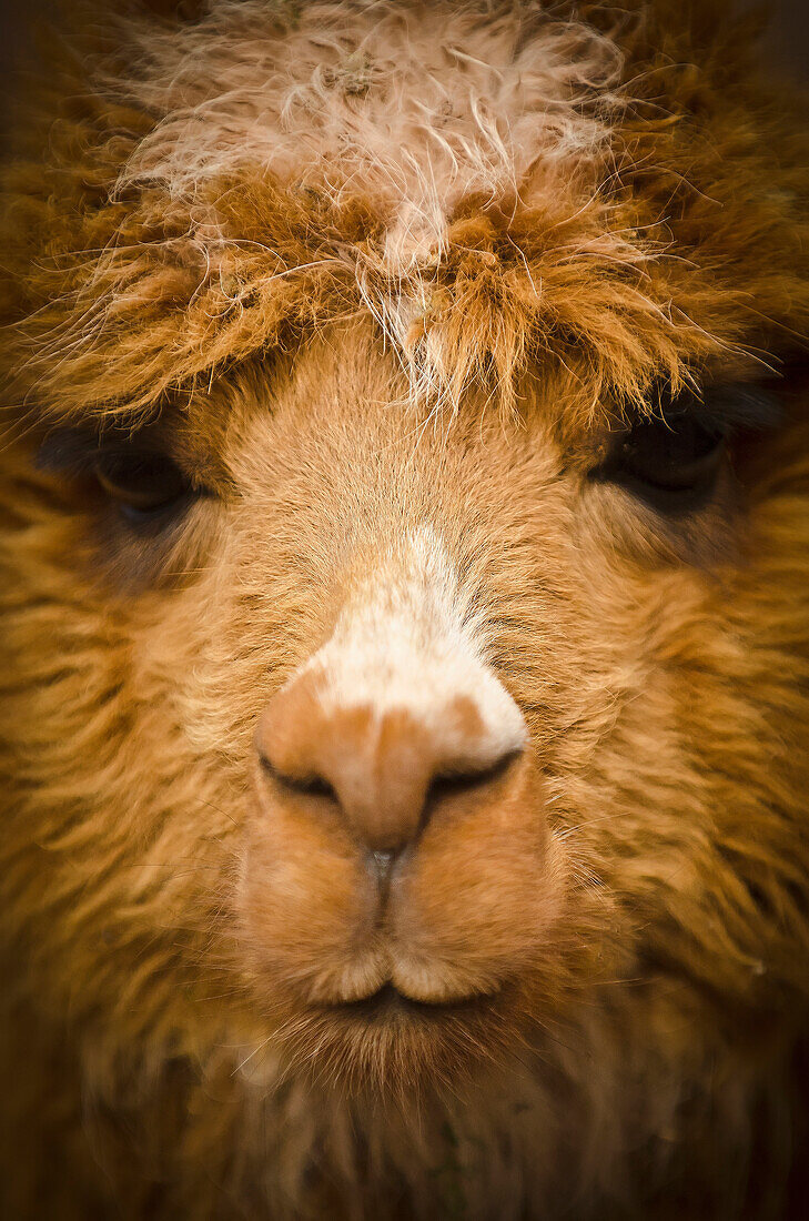 Close up of the face of a llama; Cuzco peru
