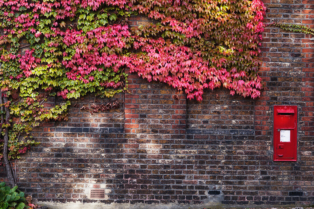 Autumn coloured leaves on a vine on a wall with a post box; London England