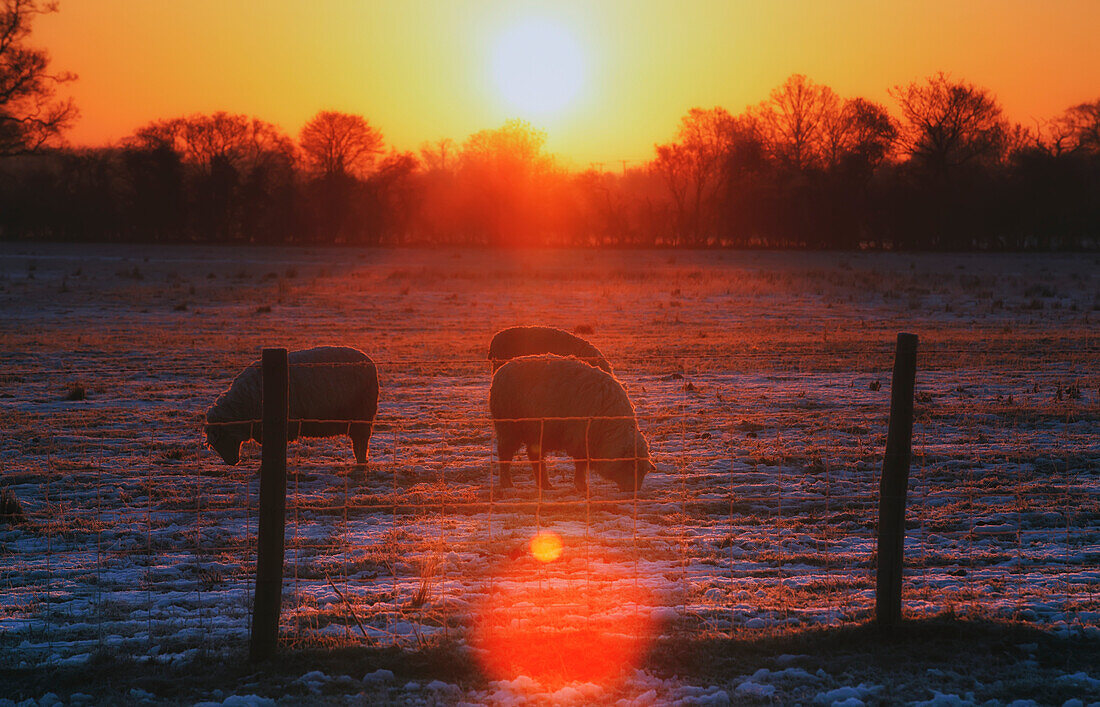 Schafe grasen bei Sonnenaufgang auf einem frostigen Feld; Kent England