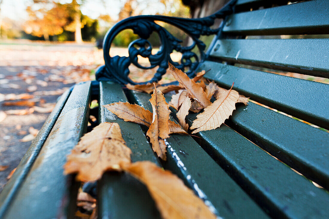 Gefallene, herbstlich gefärbte Blätter auf einer Parkbank im St. James's Park; London England