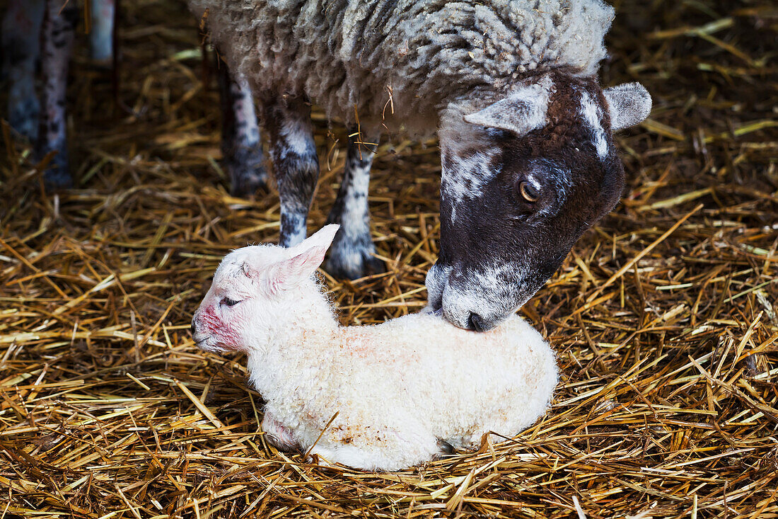 Newborn lamb with its mother on a farm; Kent England