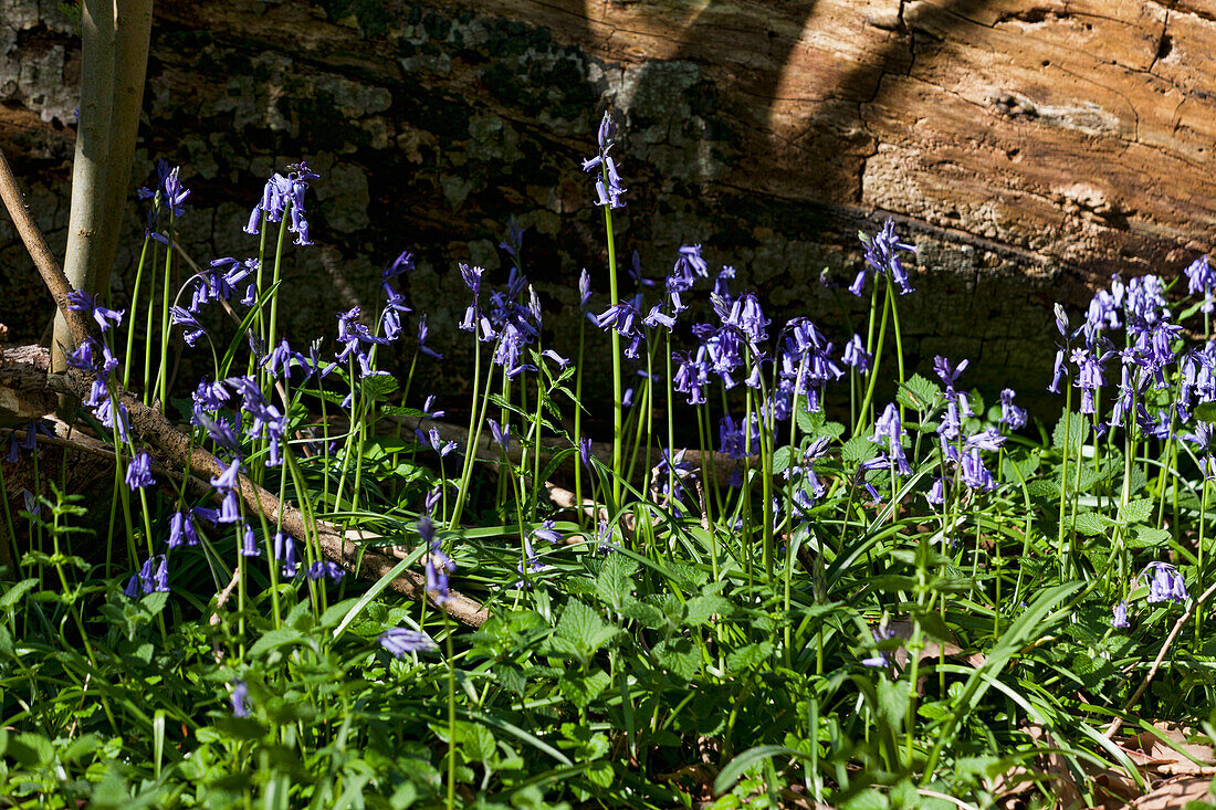 Bluebells in the woods; Kent England