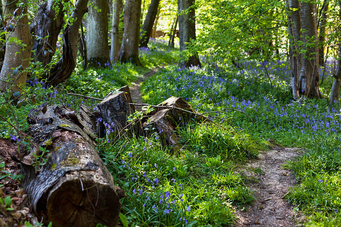 Wanderweg und eine Fülle von Blauglocken im Wald; Kent England