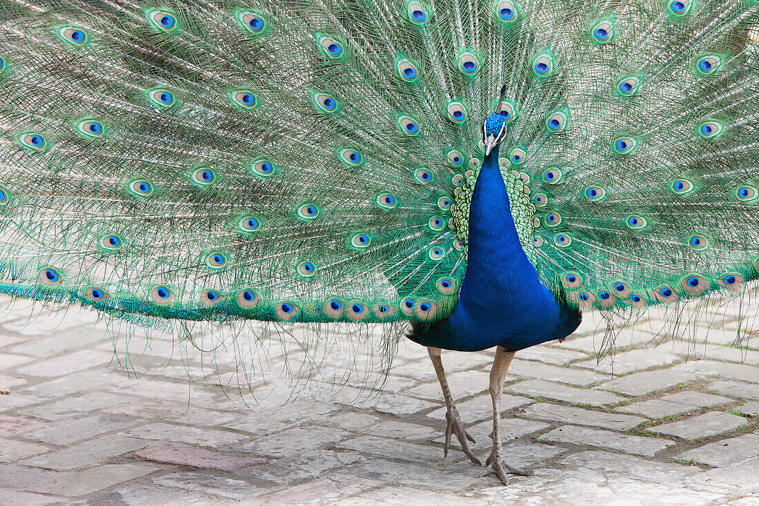 Peacock at Royal Alcazar gardens; Seville Andalucia Spain