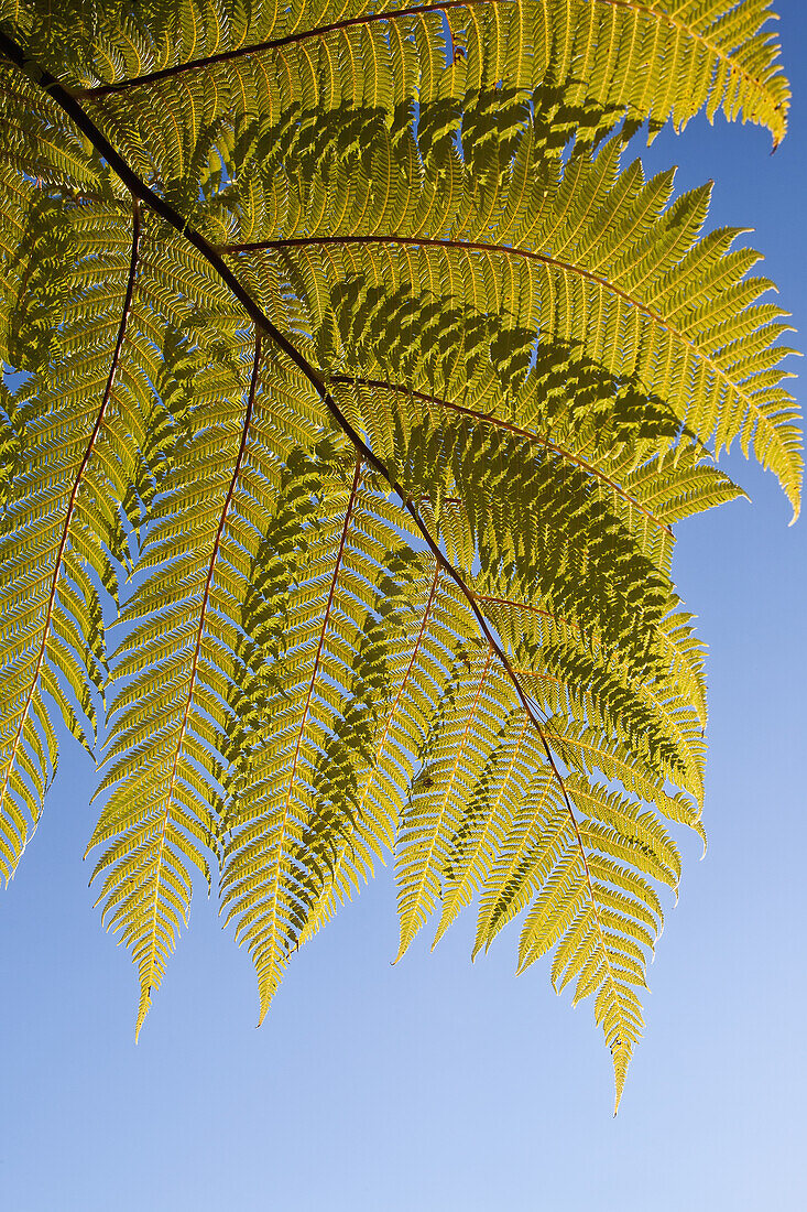 Palmenwedel vor einem blauen Himmel; Neuseeland