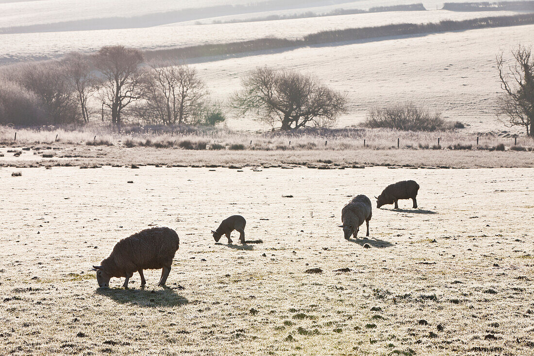 Sheep grazing in a field with the grass covered by a trace of snow