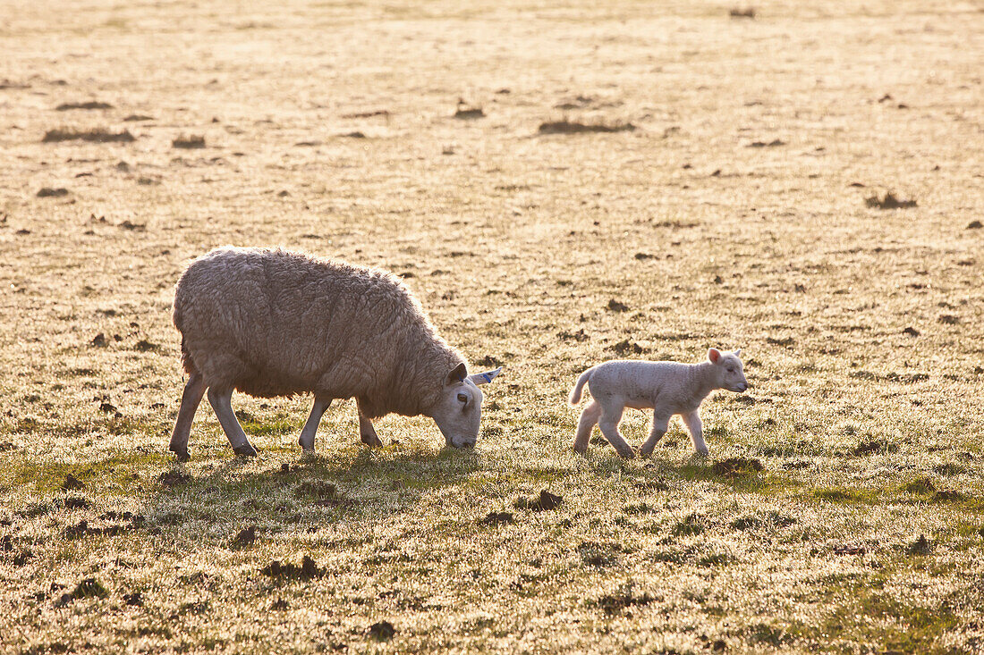 Ein Mutterschaf und ein Lamm auf einem frostigen Feld