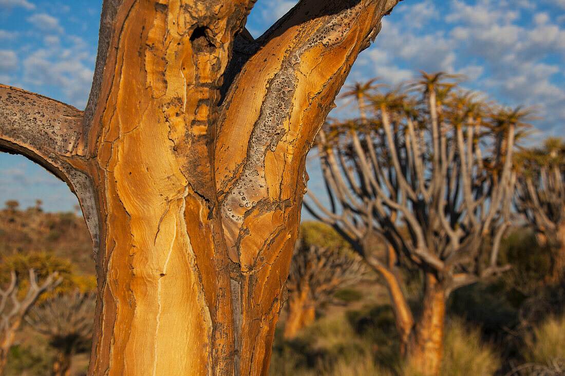 Quiver tree bole; Namibia