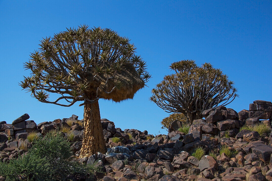 Geselliges Webernest in einem Köcherbaum mit blauem Himmel; Namibia