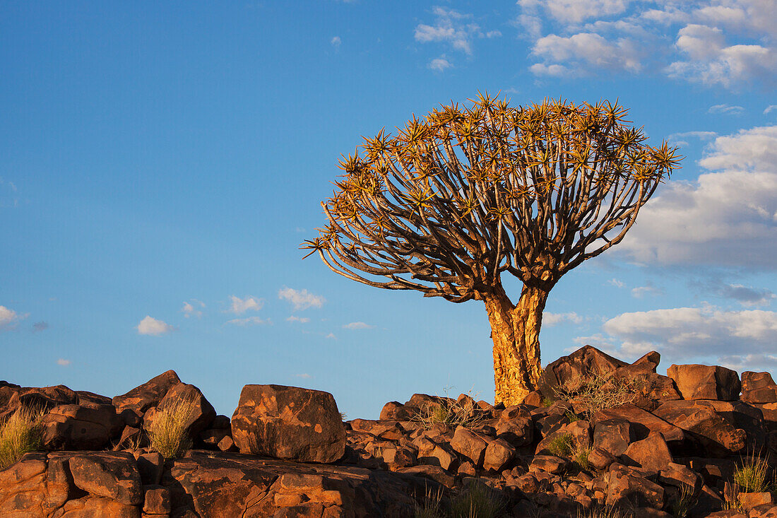 Köcherbaum und Felsen im warmen orangefarbenen Sonnenlicht; Namibia