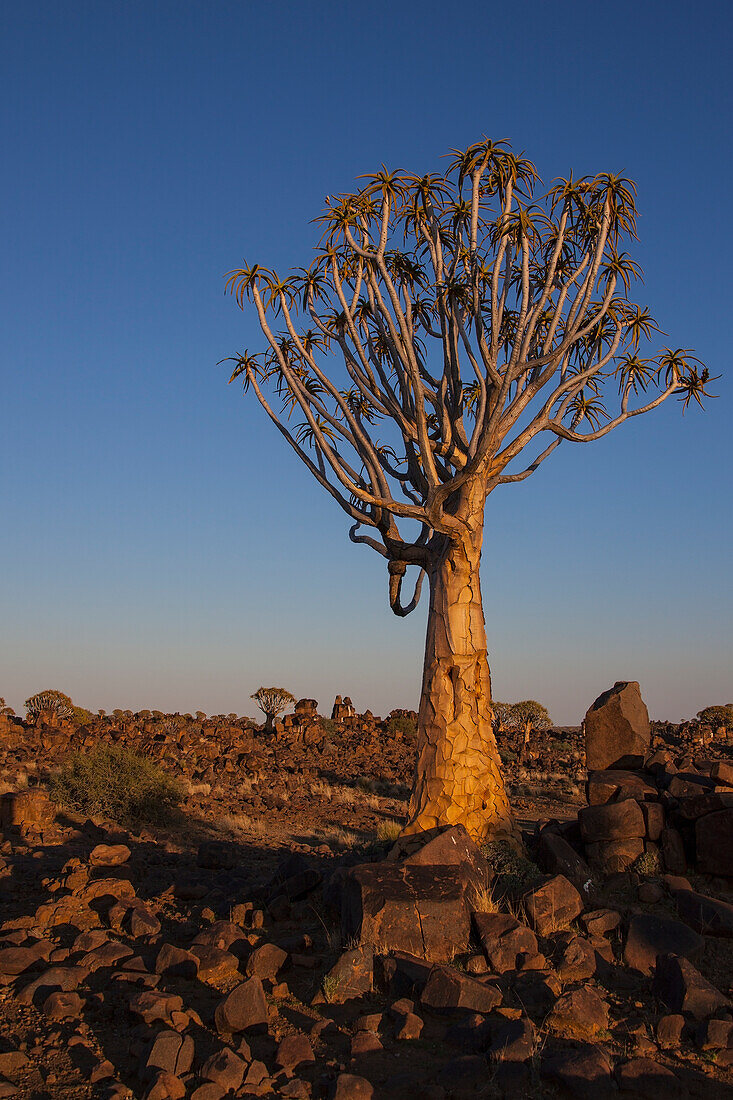 Köcherbaum mit leuchtendem Sonnenlicht; Namibia
