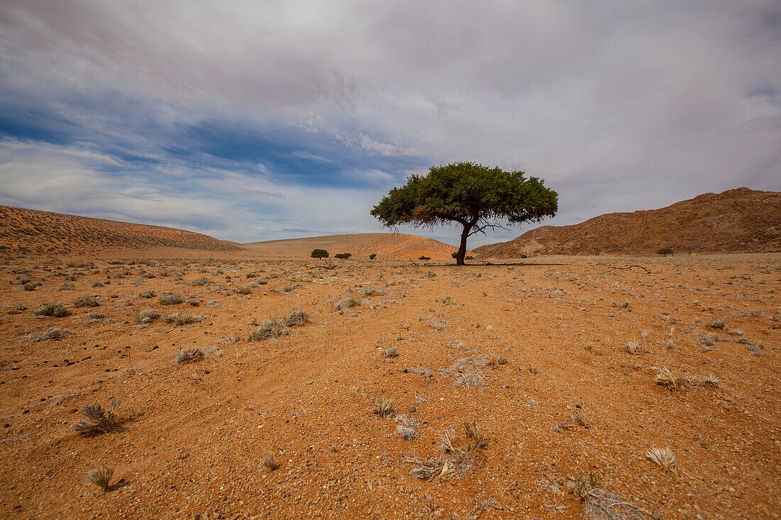 Einsamer Baum in der Wüste; Klein-aus vista namibia