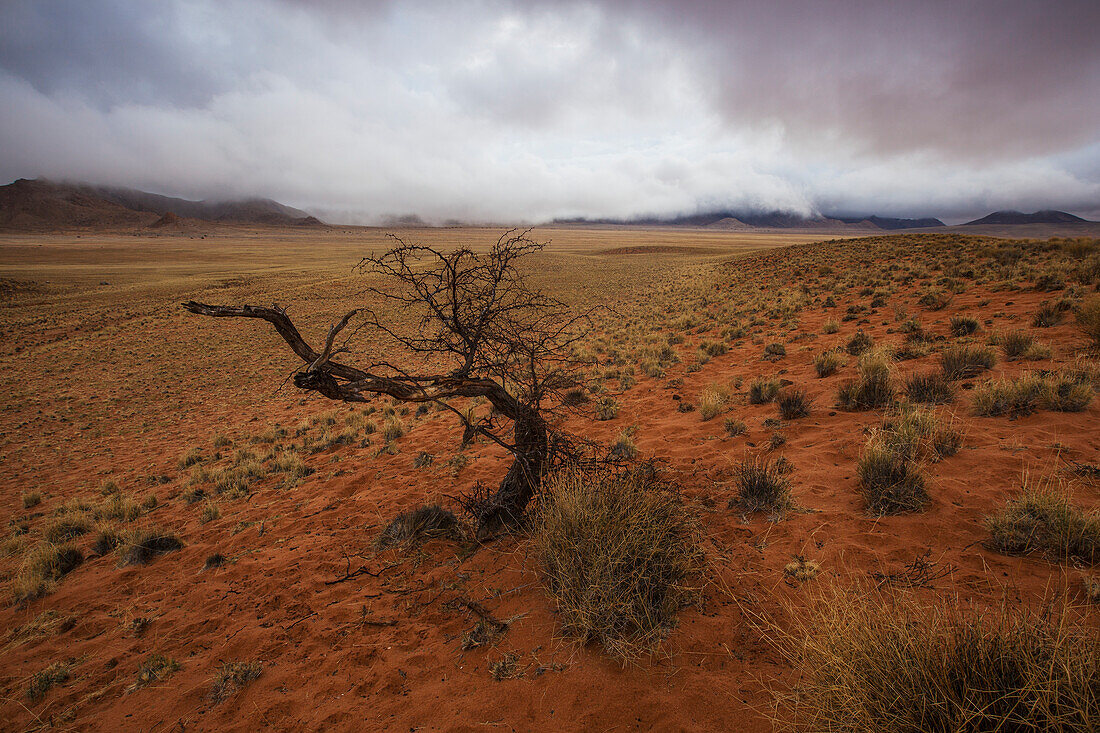 Toter Baum in roter Wüste mit gefährlichem Himmel; Klein-aus vista namibia