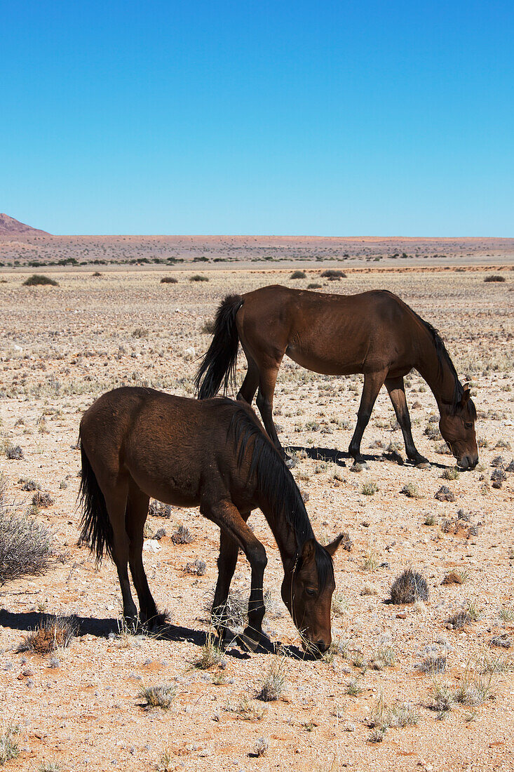 Two wild horses in the desert; Garub namibia