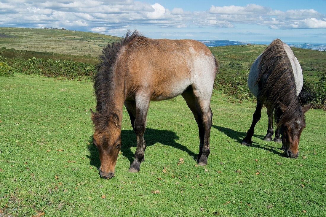 Dartmoor Ponies; Devon, England