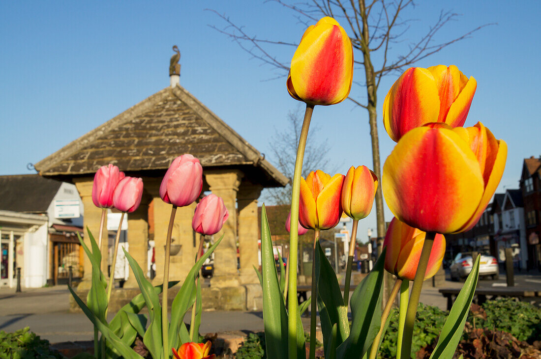 Spring Tulips In Bloom With Buildings In The Background; Guildford, Surrey, England
