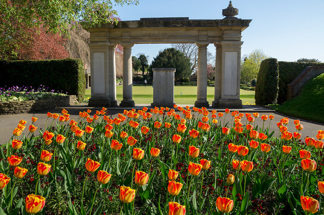 Tulips In Bloom In A Garden; Guildford, Surrey, England