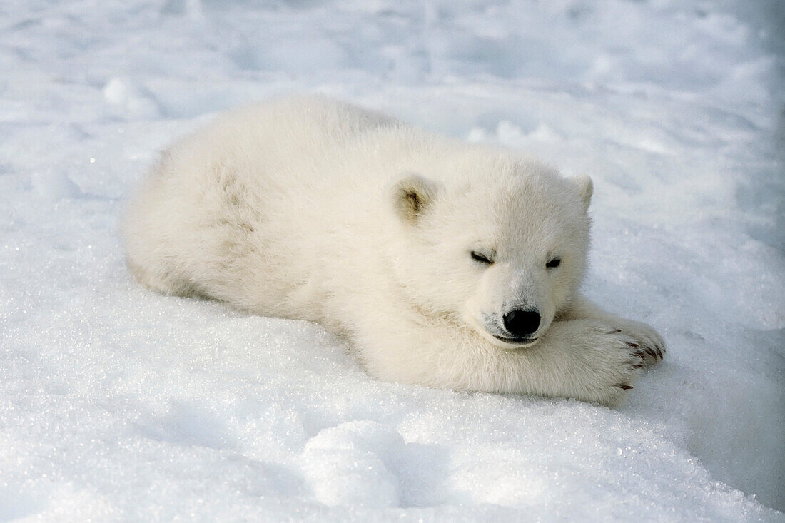 Weibliches Eisbärenjunges im Alaska Zoo Anchorage Sc Ak/Ncaptive