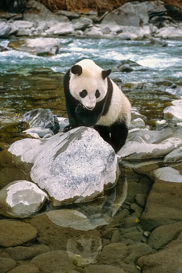 Großer Panda auf einem Felsen im Fluss stehend; China