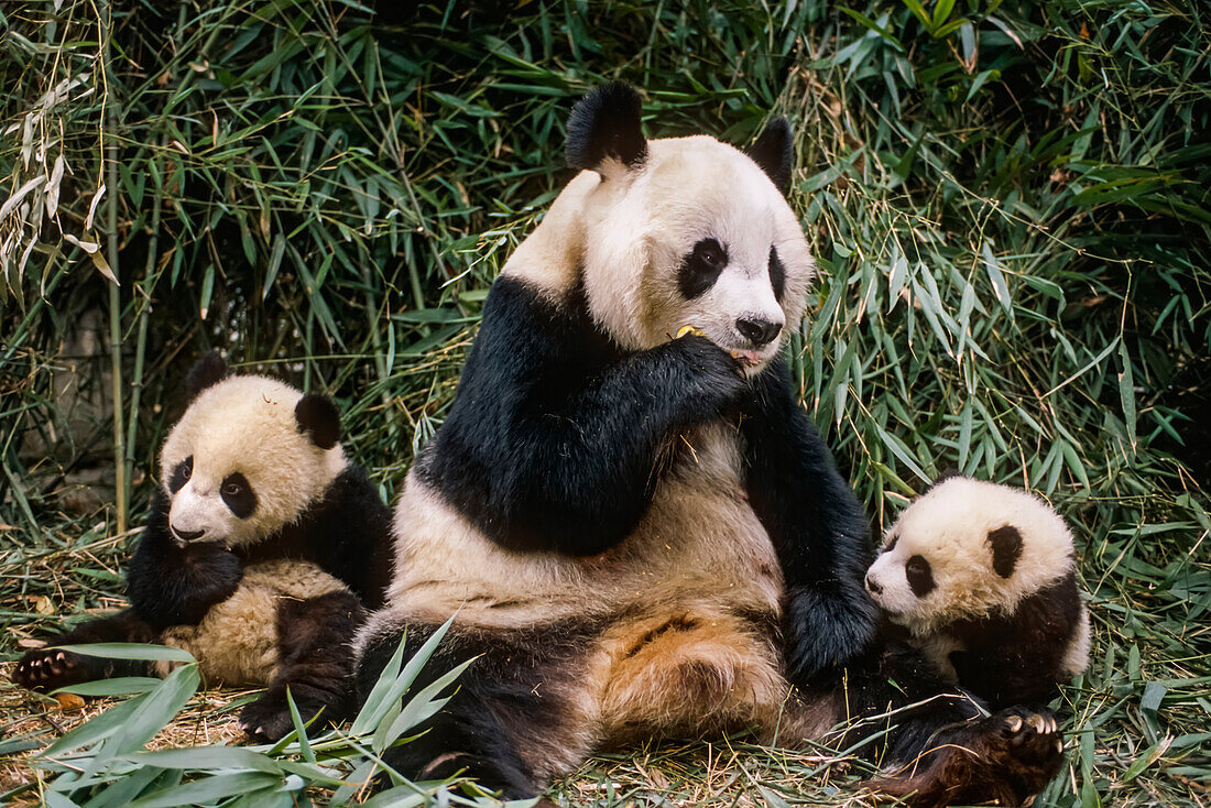 Großer Panda Mutter & Jungtier Wolong Panda Preserve Sichuan Province China