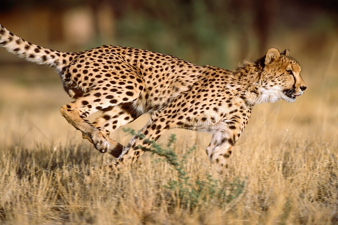 Laufender Gepard Afrika