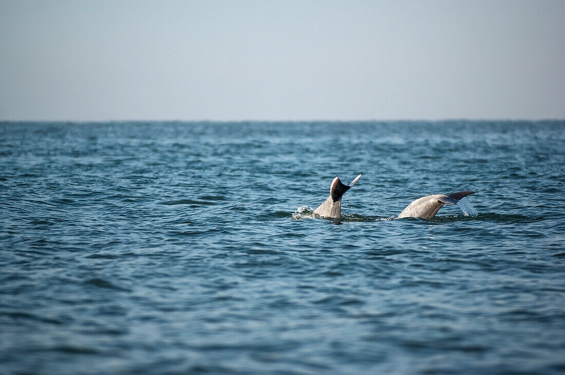 Dolphins off palolem beach; Goa karnataka india
