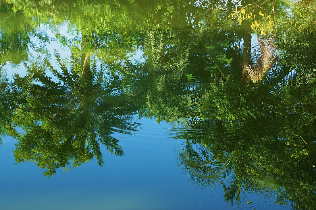 Palmen, die sich in ruhigem Wasser spiegeln; Bangladesch