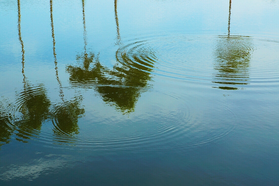 Palmen und Wolken, die sich im Wasser spiegeln; Bangladesch
