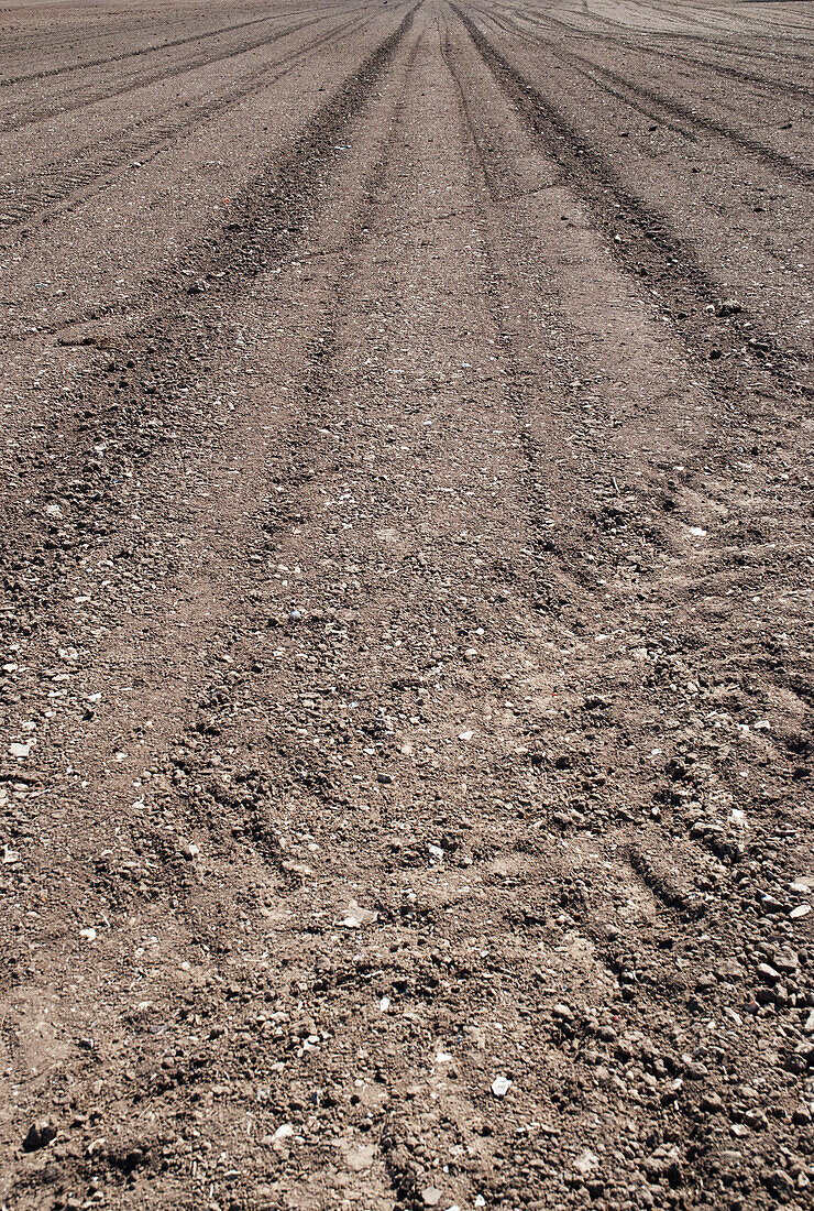 Crop field with no harvest and dry soil; Happy valley, coulsdon, surrey, england