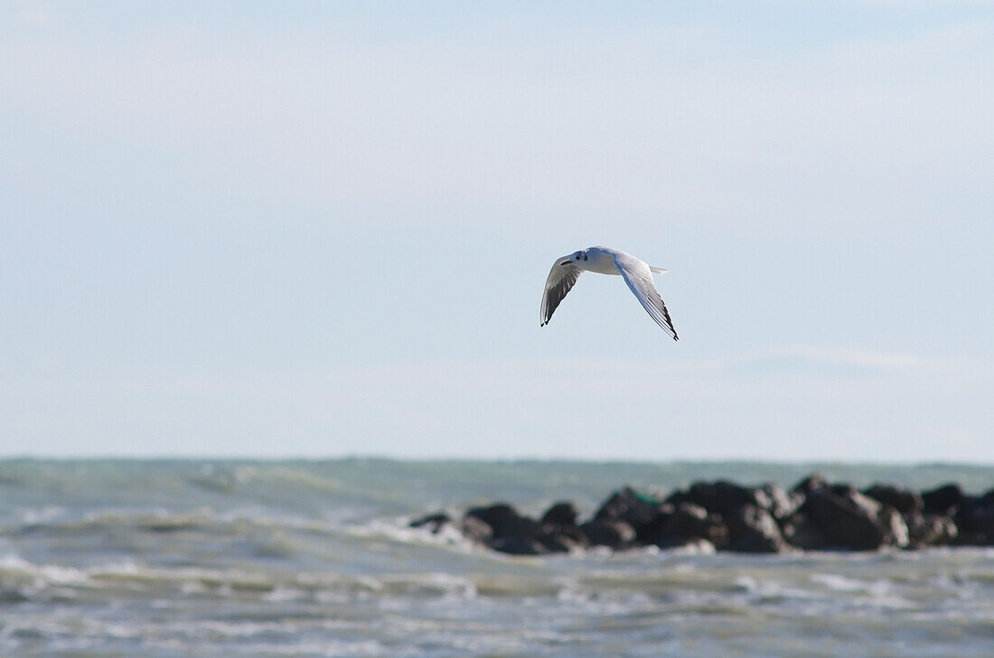 Möwe im Flug mit wellenförmigem Meer und Felsen im Hintergrund; Porto san giorgio marche italy