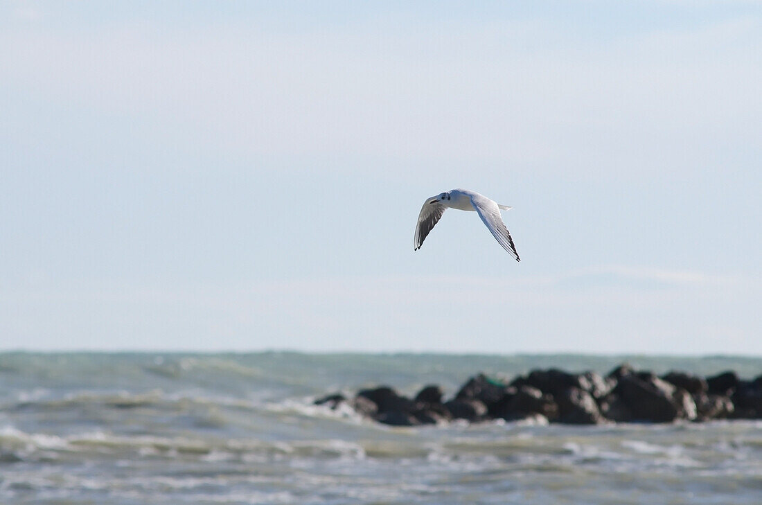 Seagull in flight with wavy sea and rocks in background; Porto san giorgio marche italy