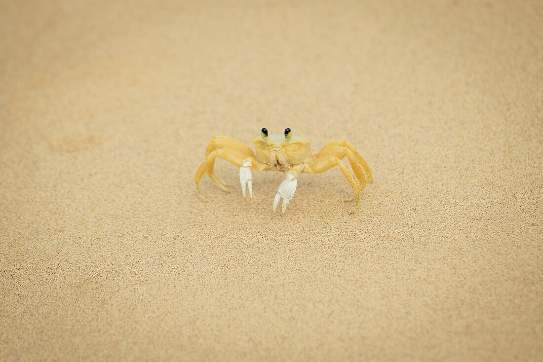Crab on the sand in praia sancho; Fernando de noronha pernambuco brazil