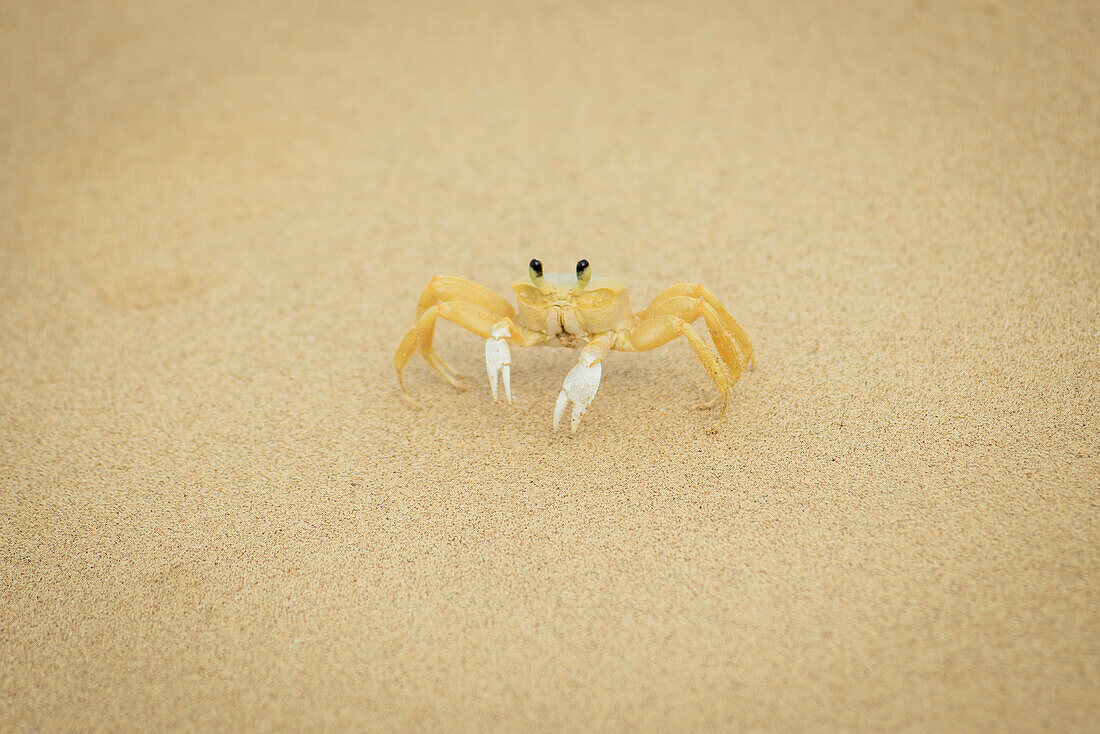 Krabben im Sand am Praia Sancho; Fernando de noronha pernambuco brasilien