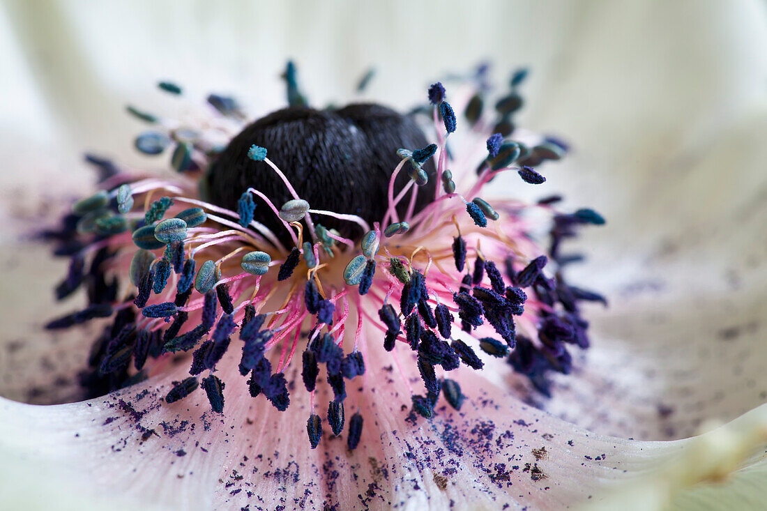 Close up of a white poppy; Zurich switzerland