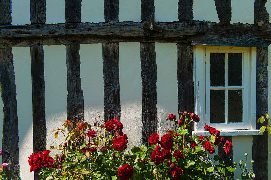 Rote Rosen wachsen neben einem alten Fachwerkhaus; Great wilbraham cambridgeshire england