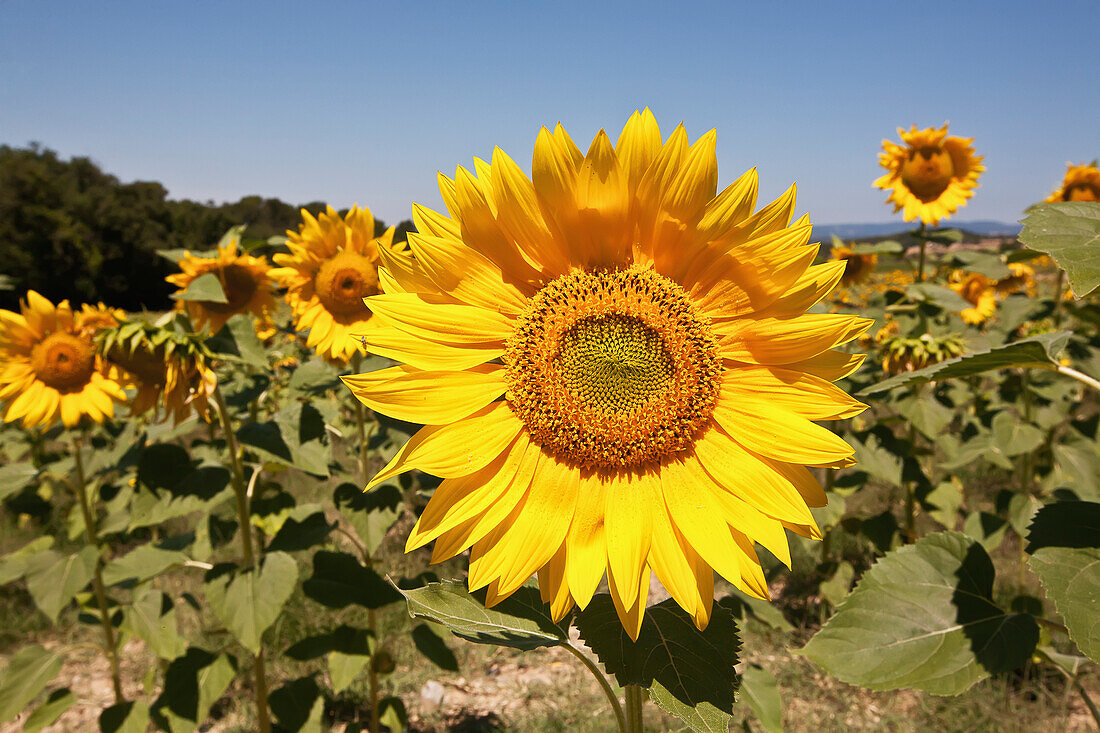 Sonnenblumen in einem Feld auf dem Lande bei Carcassonne; Languedoc-Rousillion, Frankreich