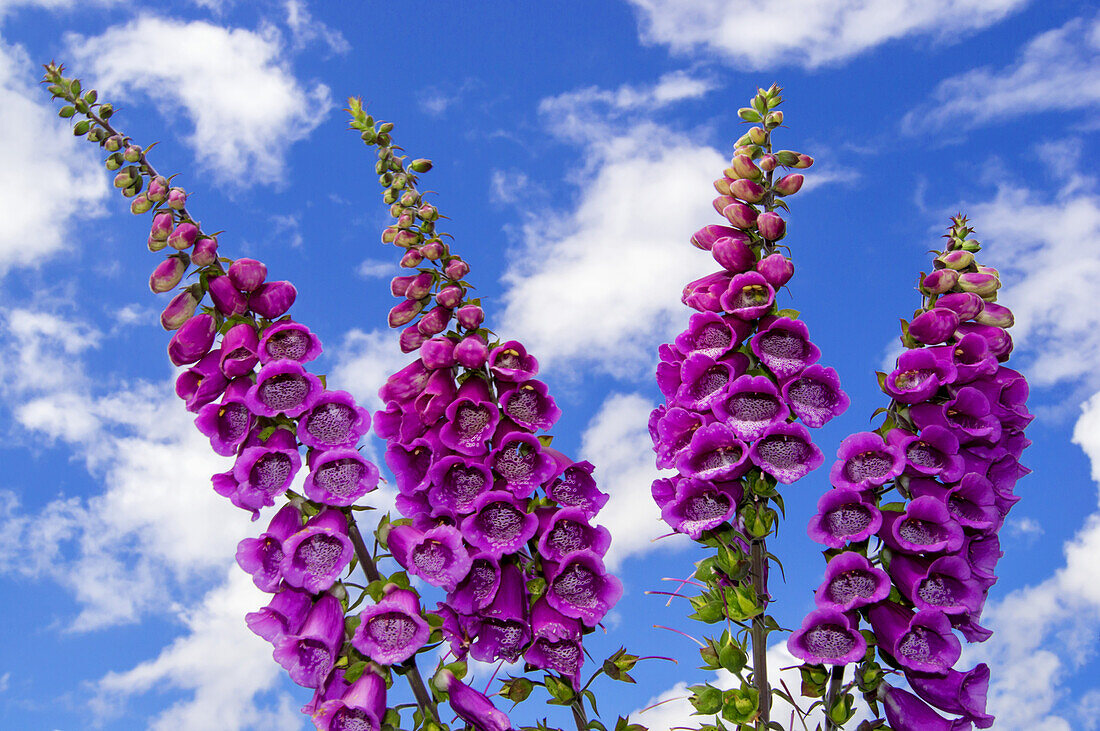 Blühende lila Fingerhüte; Wales