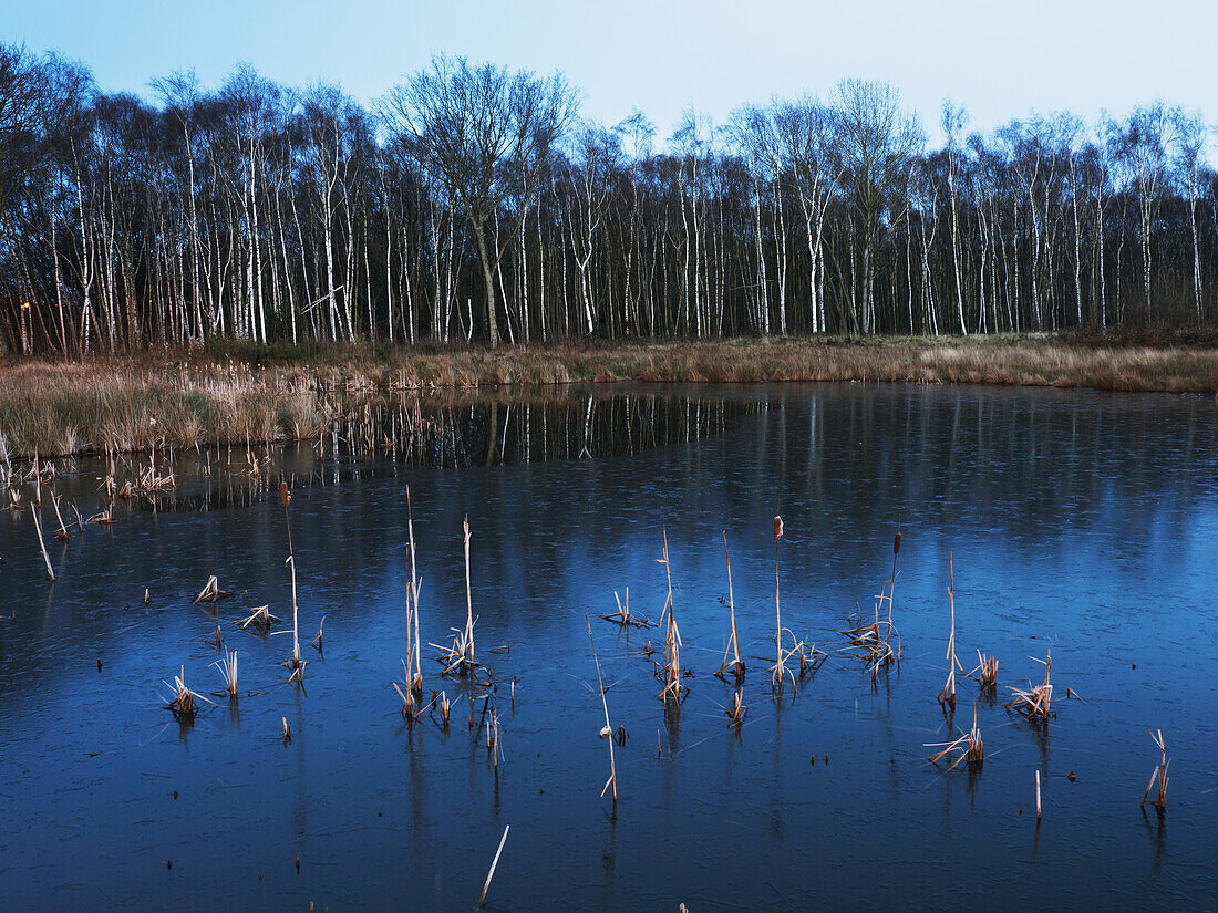 Littleworth Common Pond; Surrey, England