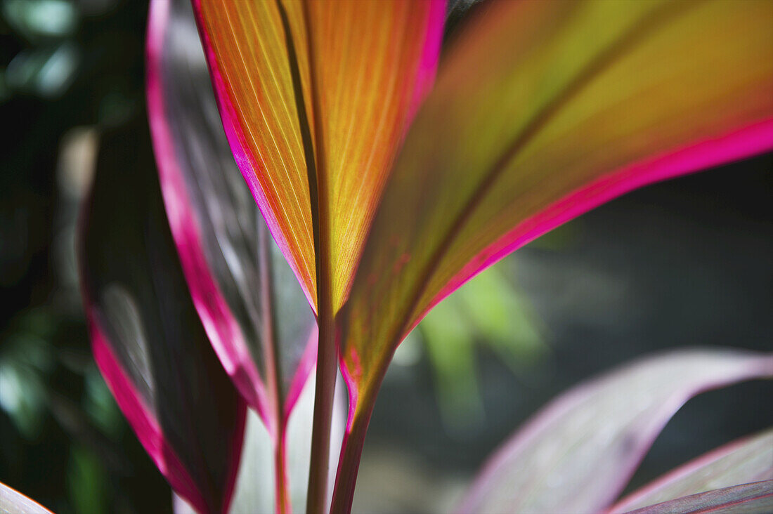 Nahaufnahme eines leuchtend bunten Blattes an einer Pflanze; Carlisle Bay, Antigua
