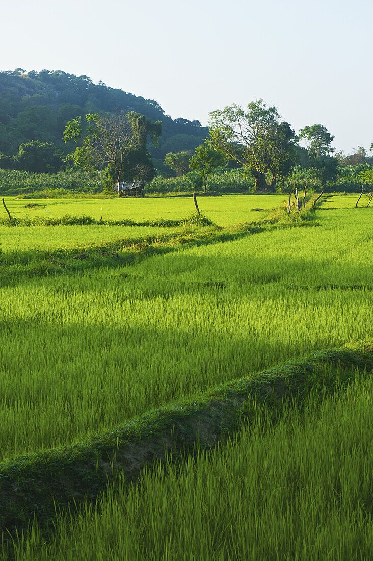 Ein Feld mit üppigem, grünem Gras; Ulpotha, Embogama, Sri Lanka